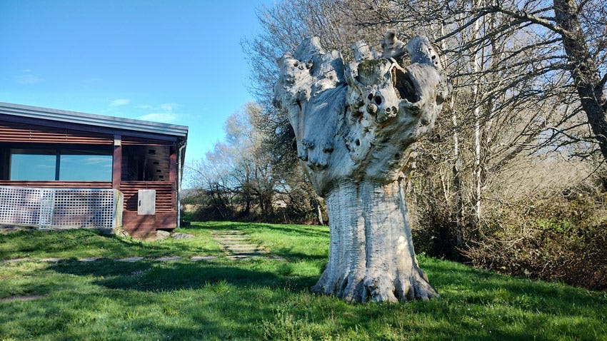 Tronco de árbol en Castroverde
