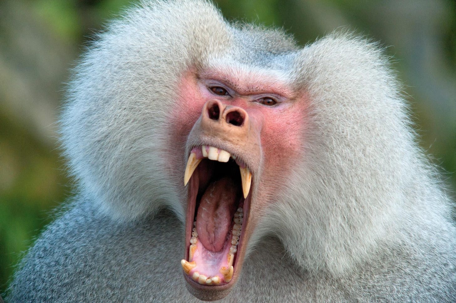 Baboon HD Desktop Wallpaper 74124 - Baltana