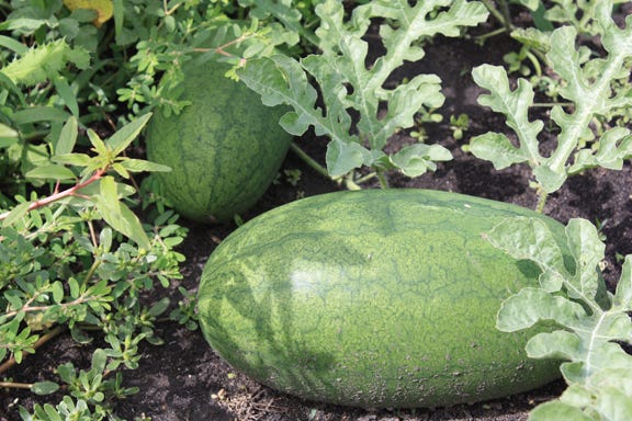 Sweet Siberian watermelon at the farm