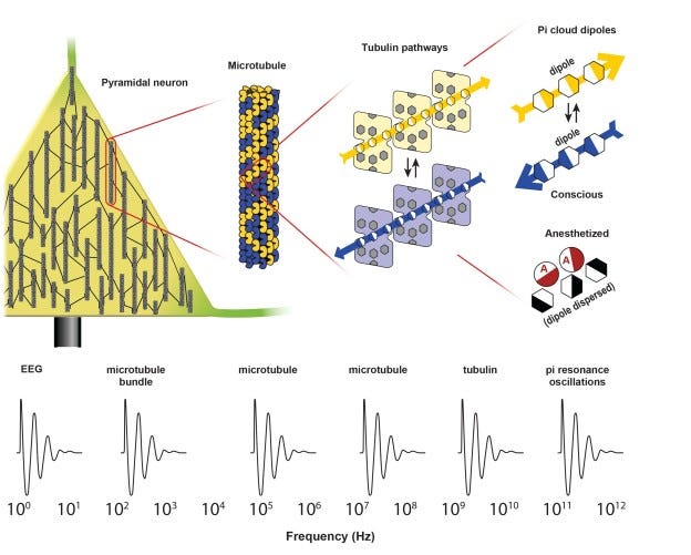 Is your brain really a computer, or is it a quantum orchestra tuned to the  universe? - Interalia Magazine