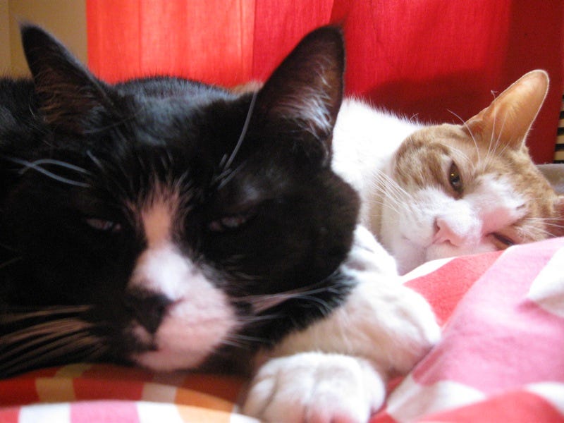 Photograph of two beautiful cats cuddling.