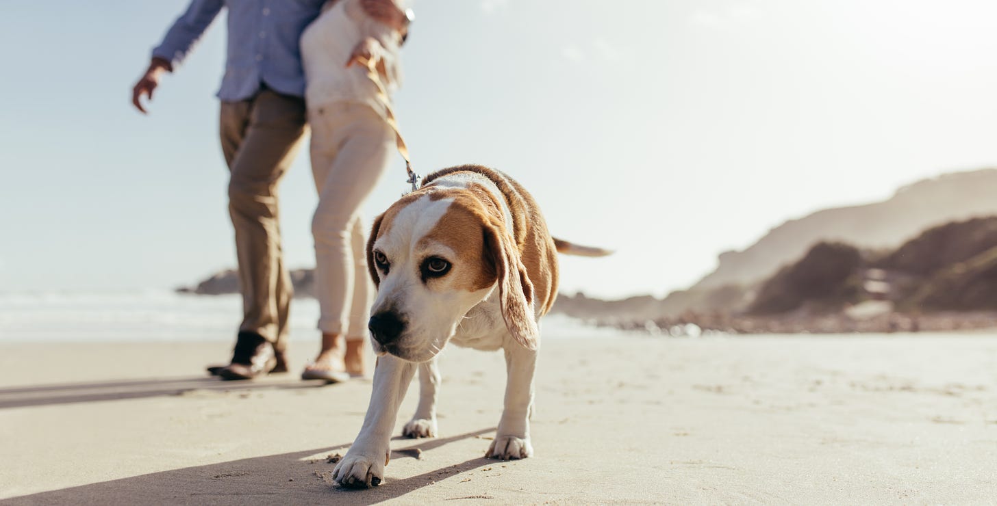 Photo of a couple walking along the beach with a dog approaching the camera.