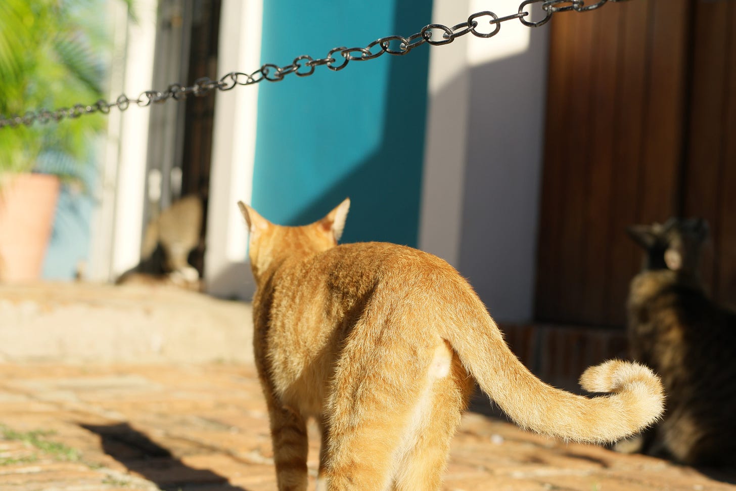 Cats of Old San Juan Ginger no.1 - Etsy