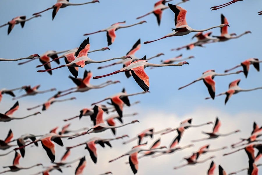 A flock of flamingos midair