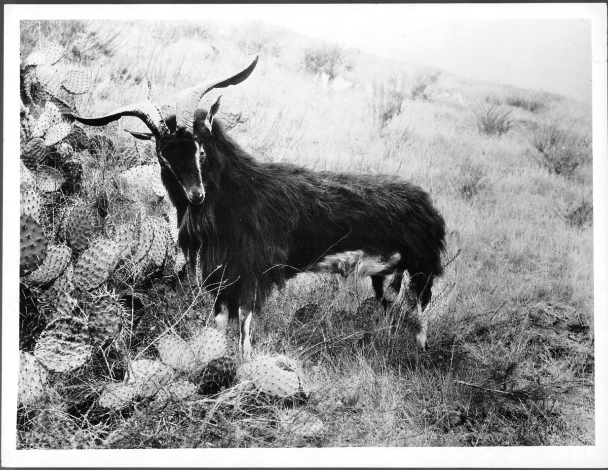 Photograph of a wild male mountain goat on Santa Catalina Island. It has long curved horns. It is standing in the wild grass beside an outcropping of cactus. Brush and grass grow on the gentle slope behind it.