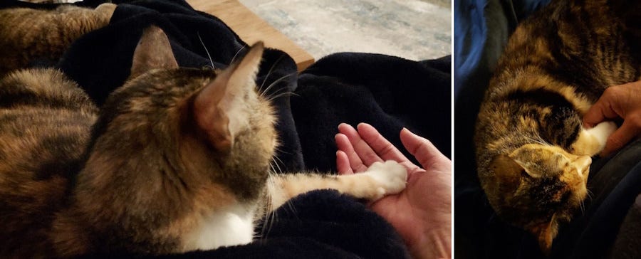 A cat holding hands with a human