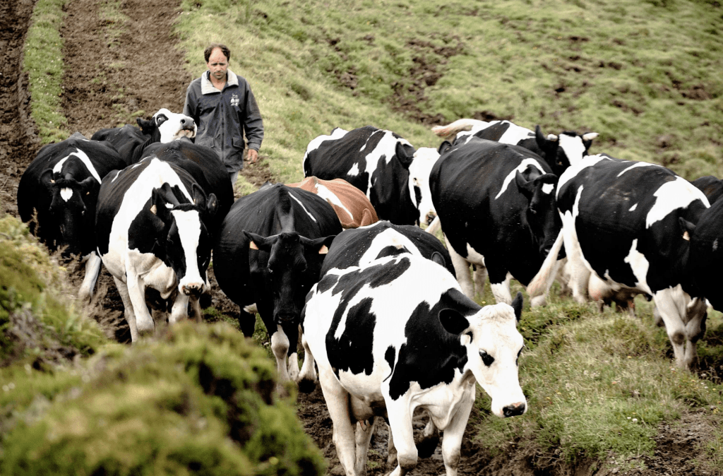 A heard of cows walks in the country. A heard of cows walks in the country.