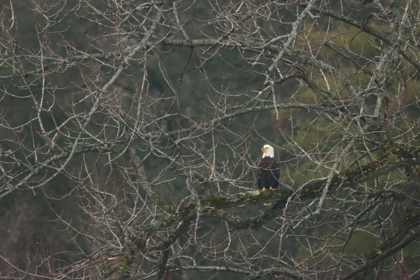 May be an image of bird
