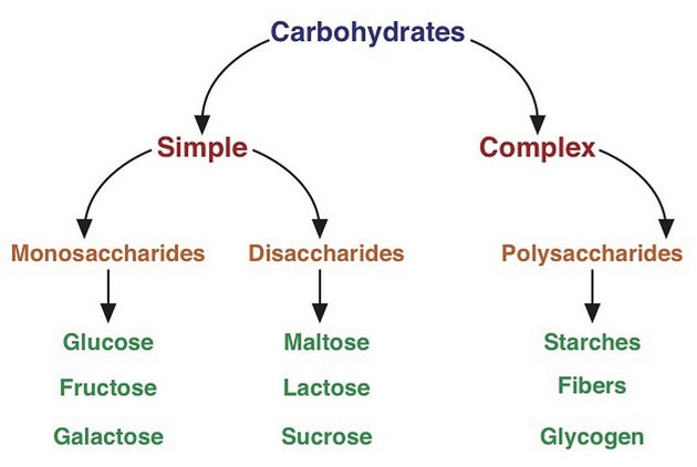 4.2: A Closer Look At Carbohydrates | LibreTexts Nutrition