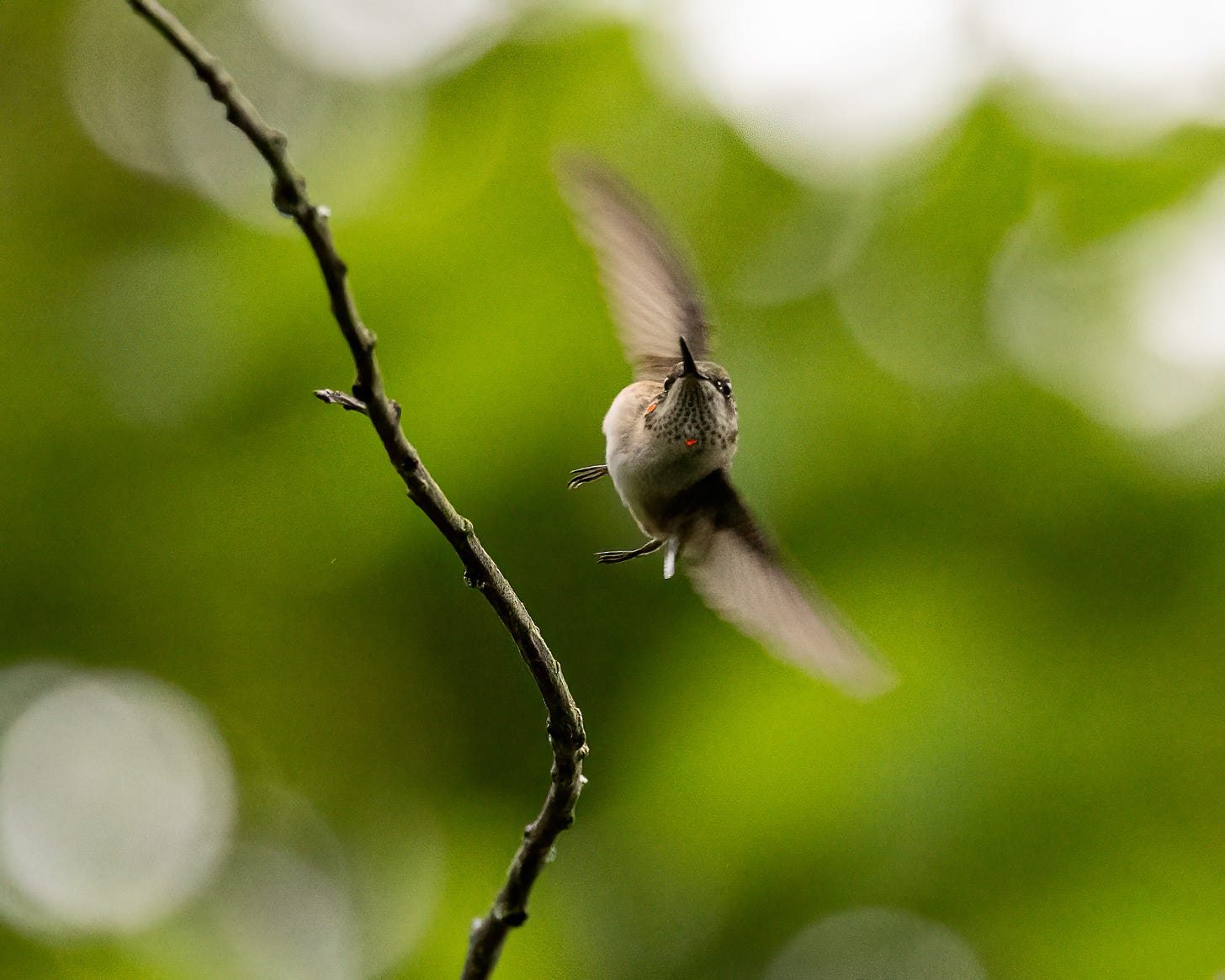 The hummingbird has taken flight from a branch as he chases another hummingbird away. His wings are a blur. There are two small, bright red feathers on his neck, but the rest of the body is cream and brown.