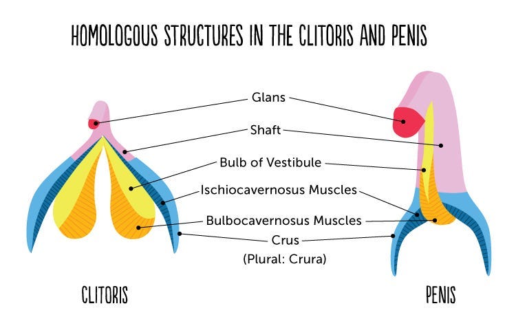 Homologous structures in the clitoris and penis