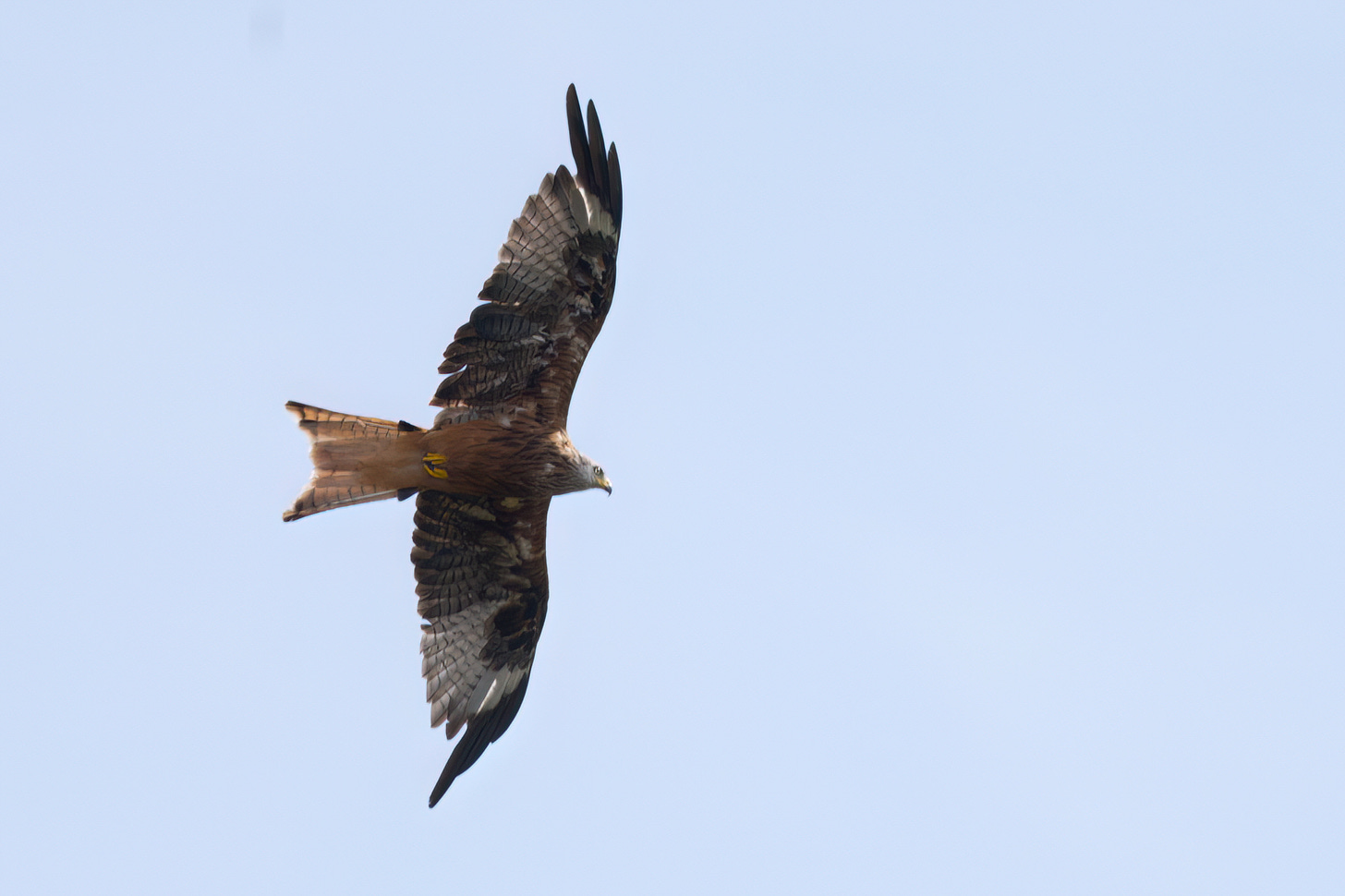 A red kite on the wing