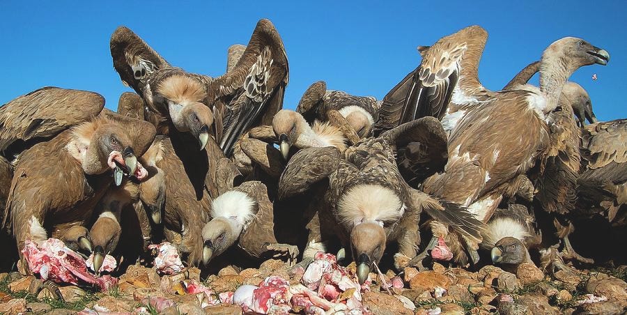 Griffon Vultures Feeding Photograph by Nicolas Reusens