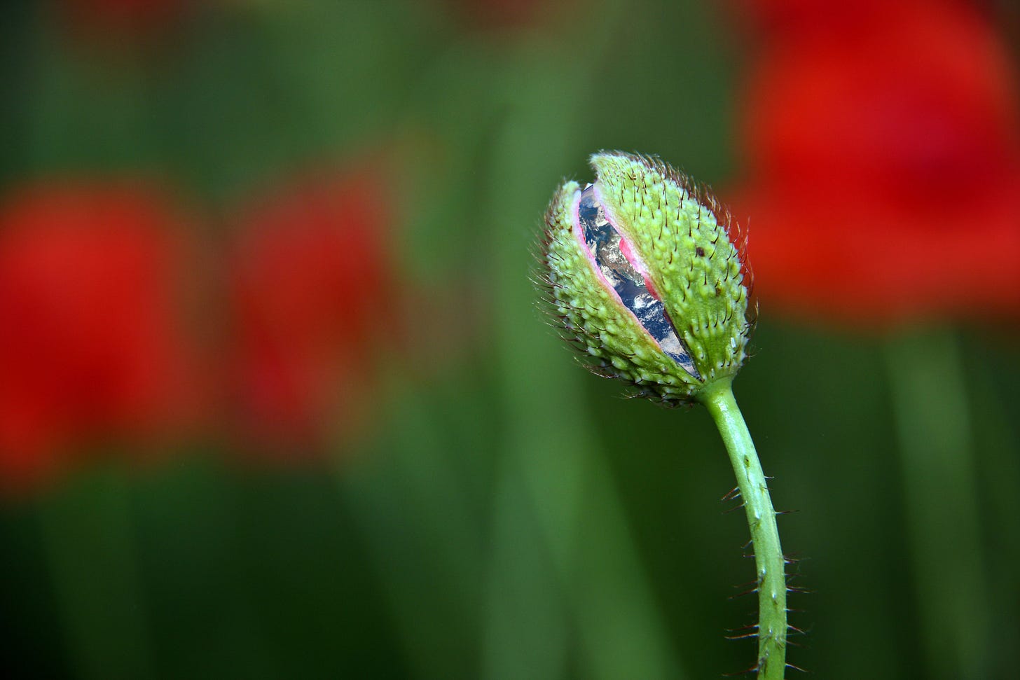 Image of a plant budding, inside the opening bud is revealed the earth as if ready to flower.