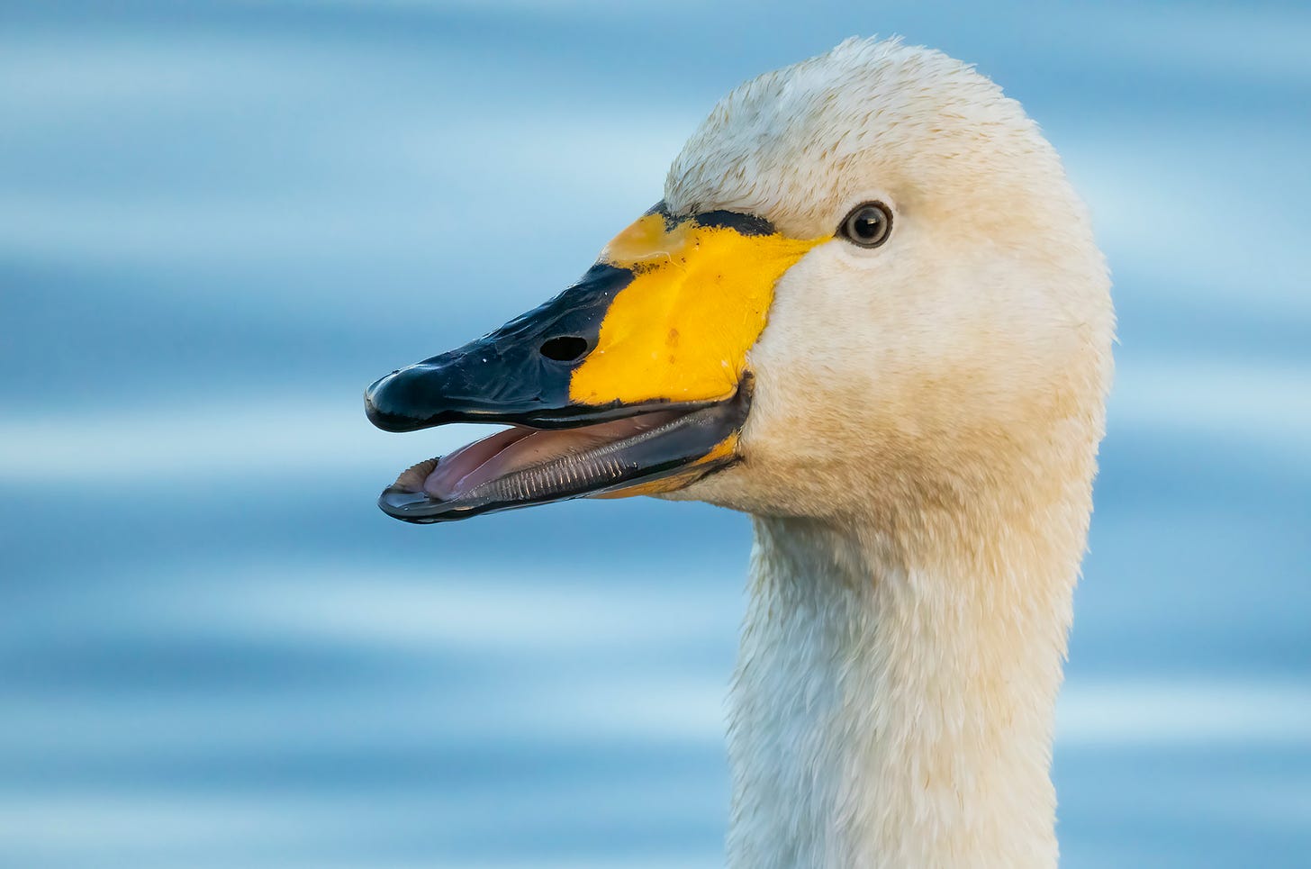 Photo of a whooper swan with its beak open