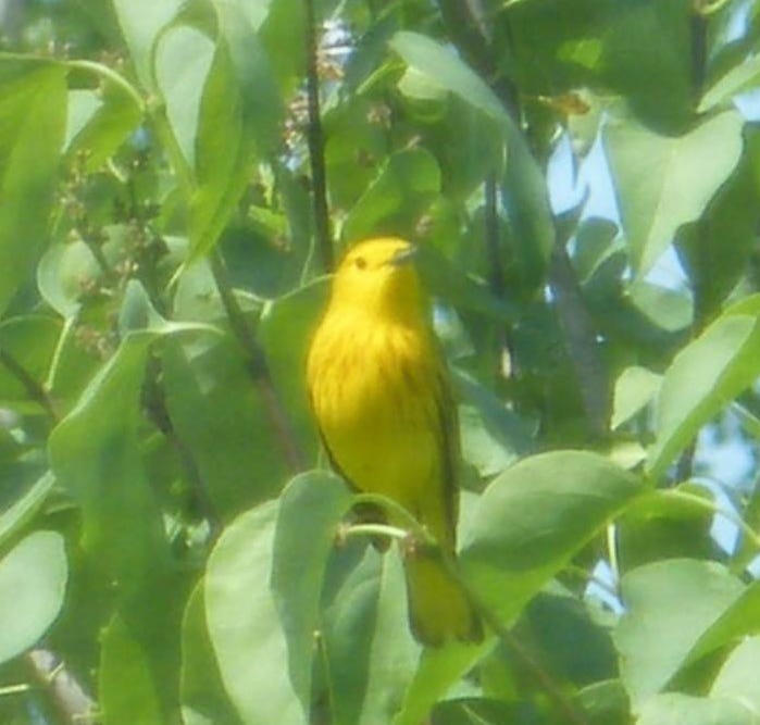 Small yellow bird in a tree with green leaves