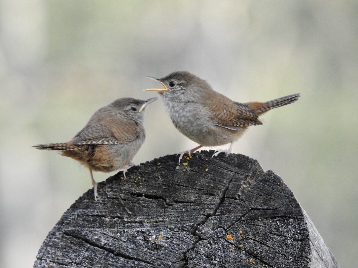 How to Attract and Identify House Wren - Birds and Blooms