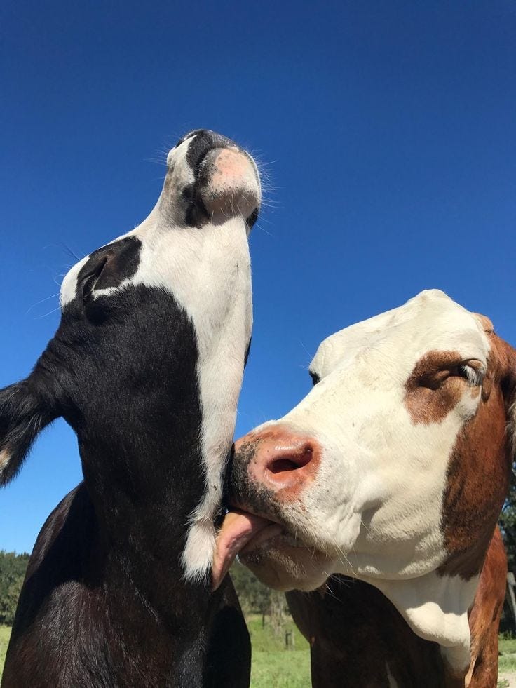 maike 🇦🇹🇸🇮🇨🇿 on Twitter: "cows in love cows in love cows in love  https://t.co/MW8G6kgSJT" / Twitter