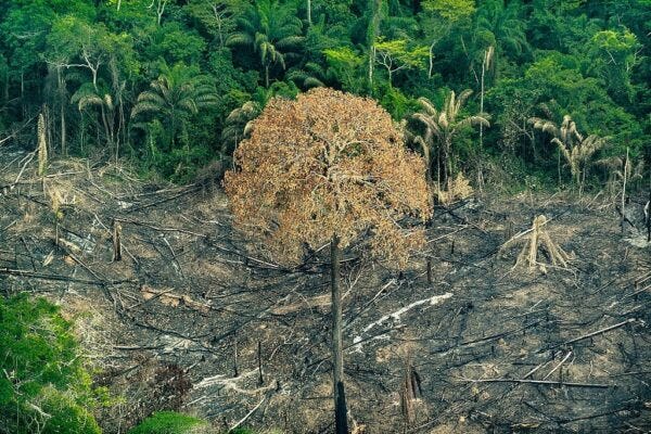 Desmatamento: Causas e Consequências! | AgroPós