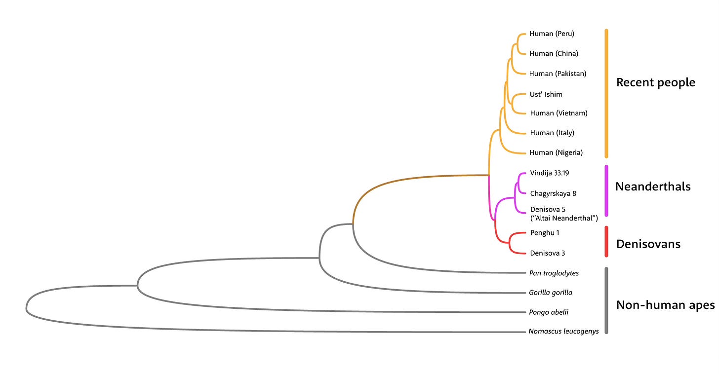 A tree showing the connection of Penghu 1 and Denisova 3 based on protein data