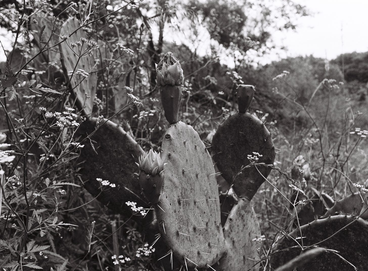 Black and white film photo of cactus blooming