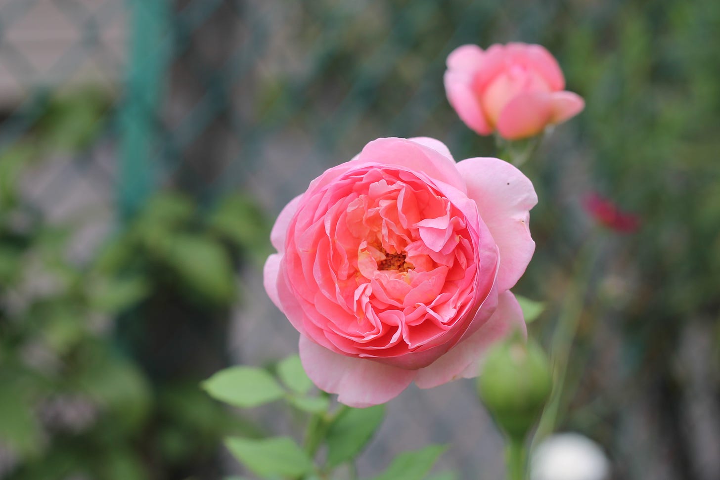 Closeup of a salmon pink, ruffly rose, with another more closed up bloom blurred in the background.