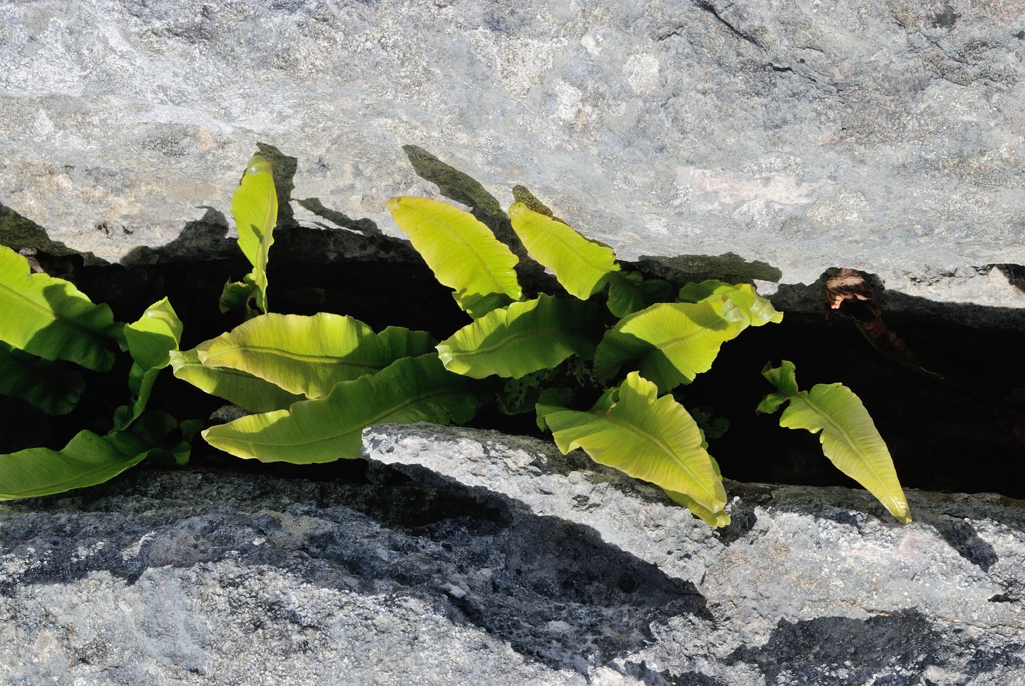 fern in limestone pavement