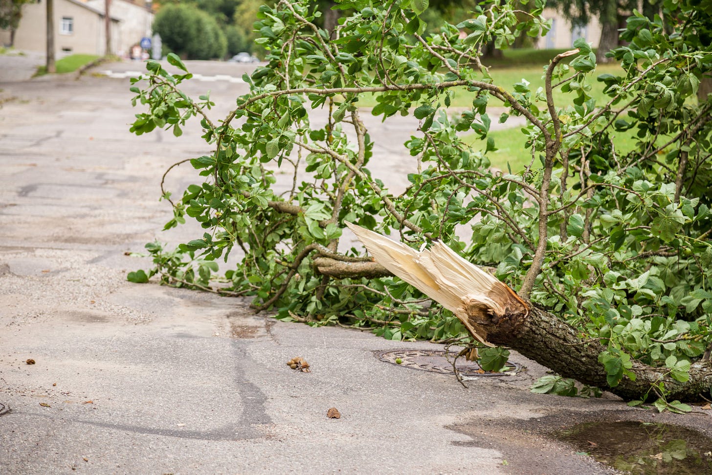 Caring for Trees Before and After Storms | The Morton Arboretum