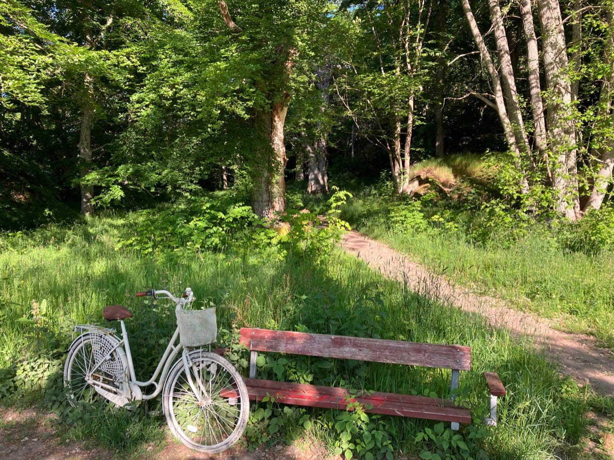 Two bikes in long grass beside the path