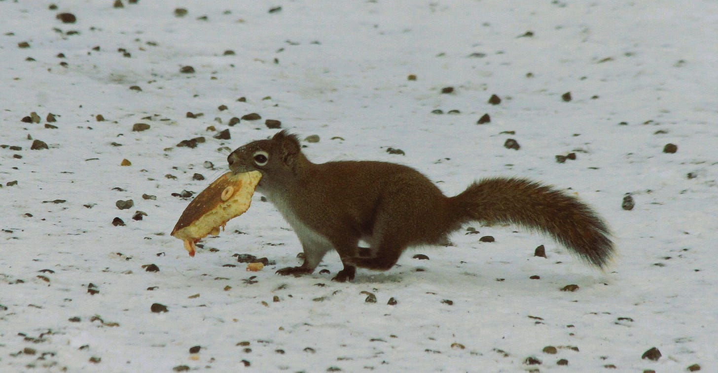 May be an image of chipmunk