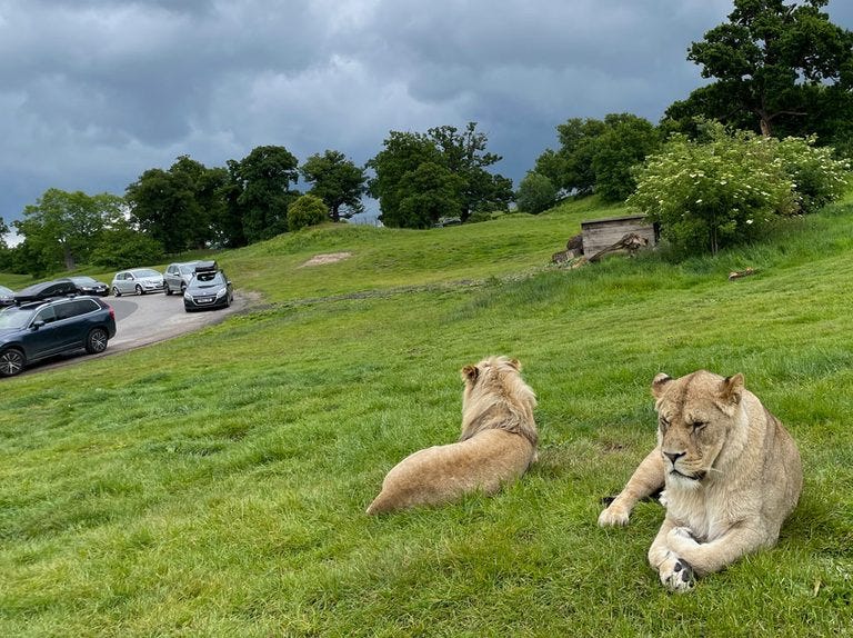 Woburn Safari Park review for families - Family days out - Travel &  holidays | MadeForMums