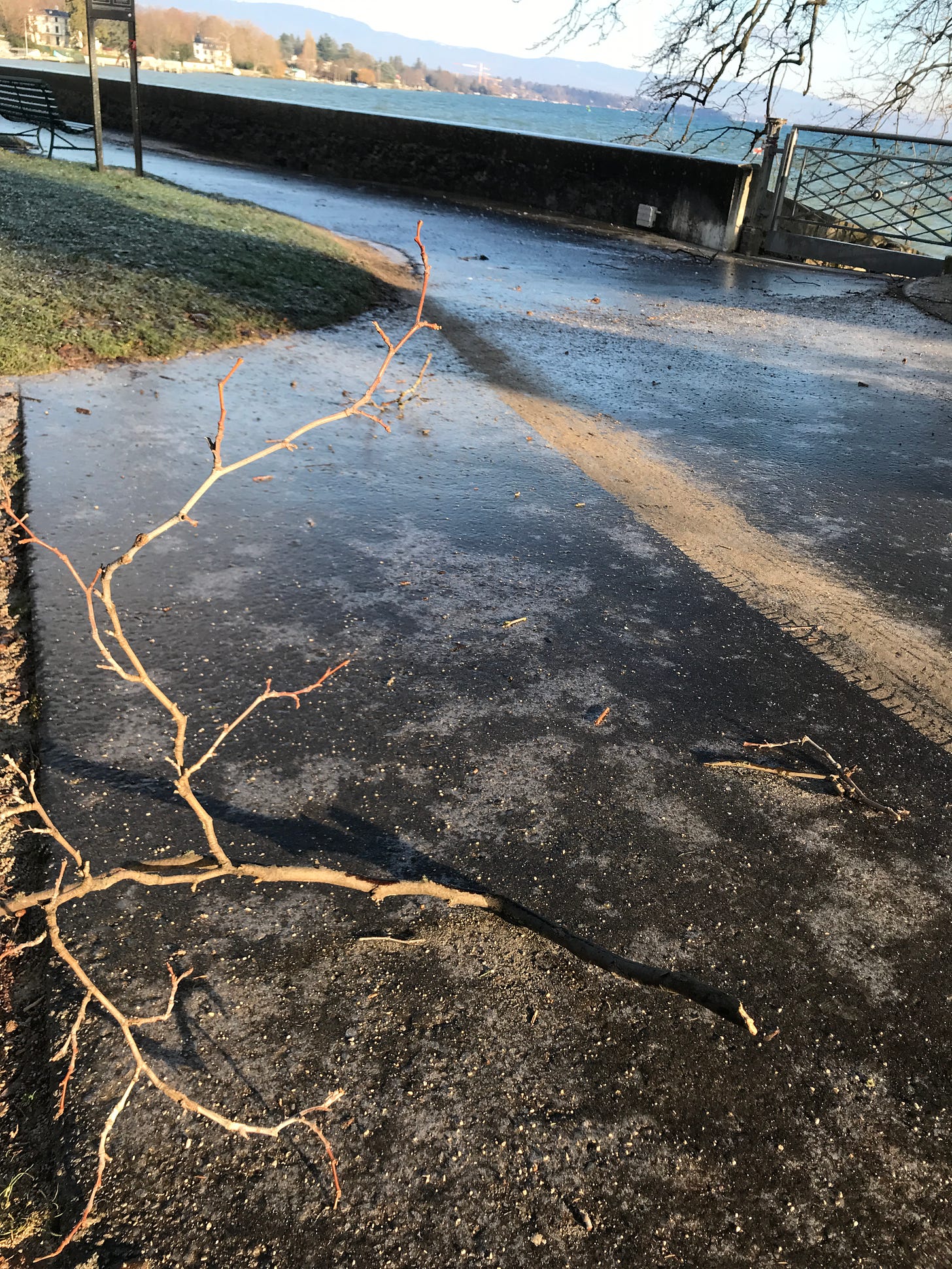 Tree debris left on the ground after a storm. The ground is icy.