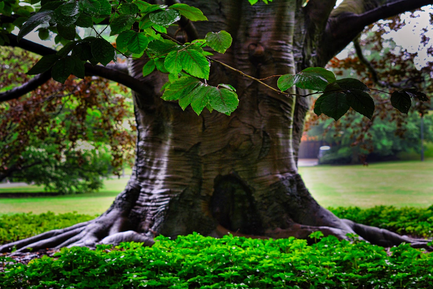 The large trunk of an ancient oak with green leaves dripping down and lush green groundcover at the base of the tree