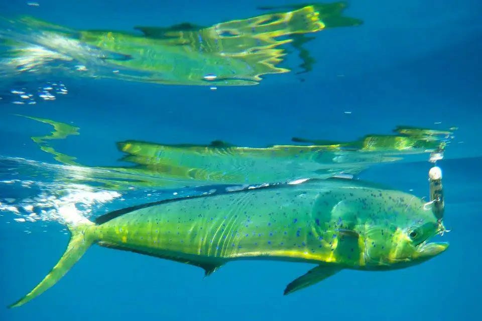 Simple Guide to the Best Sport Fishing in Colombia