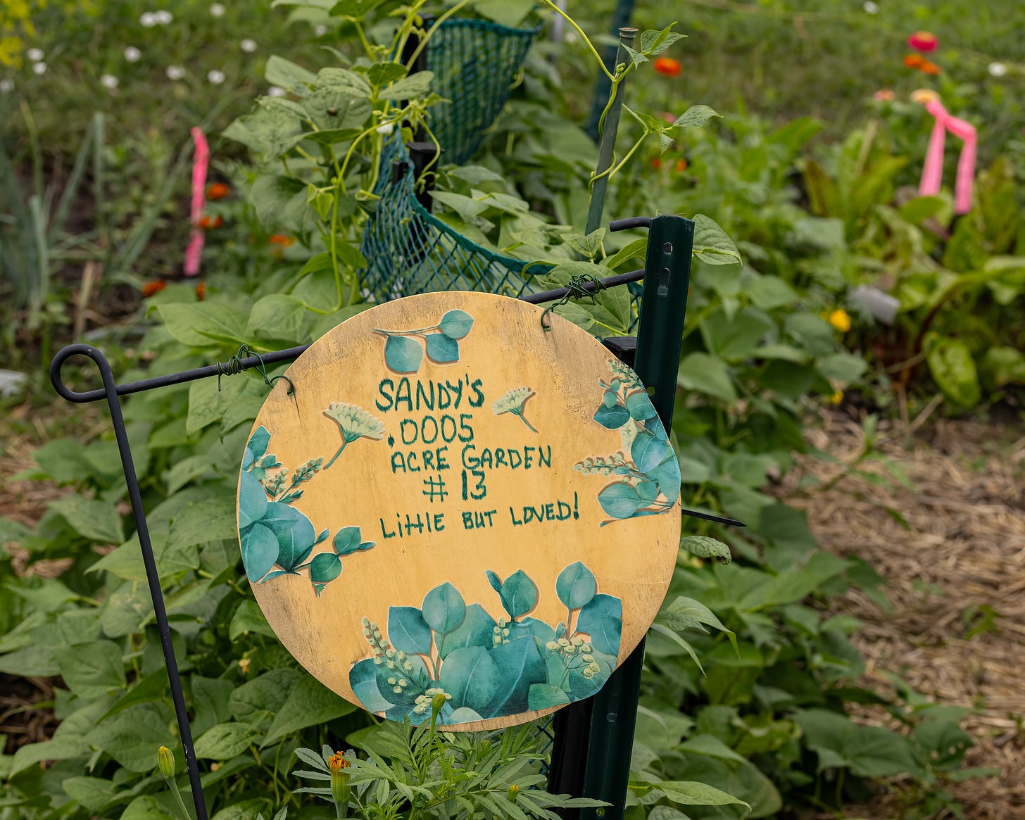 This is a photo of a neighboring garden plot at the community garden. The background of the image is a variety of garden plants, and in the front is a hand made sign that says "sandy's .0005 acre garden #13