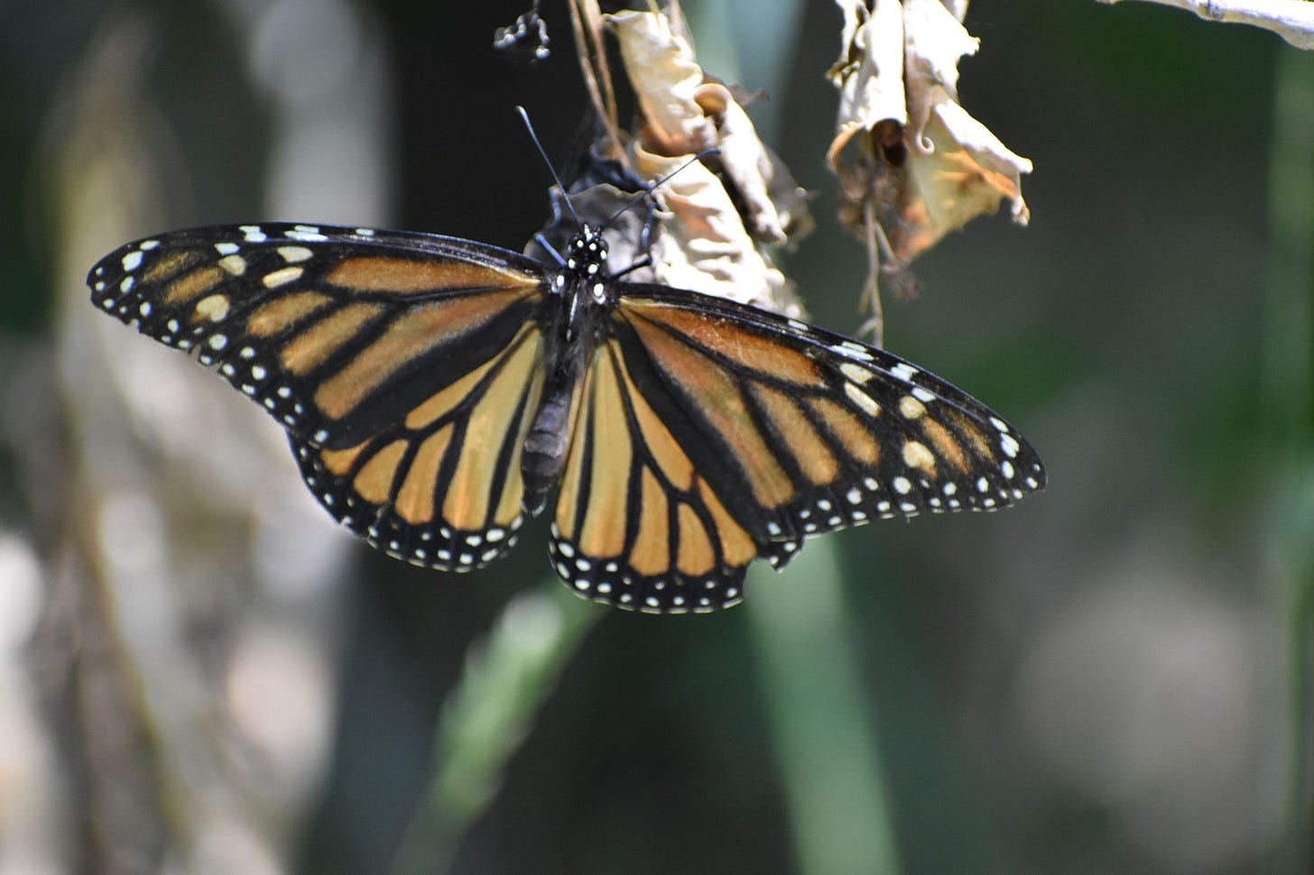Orange, black, and white monarch with its wings spread