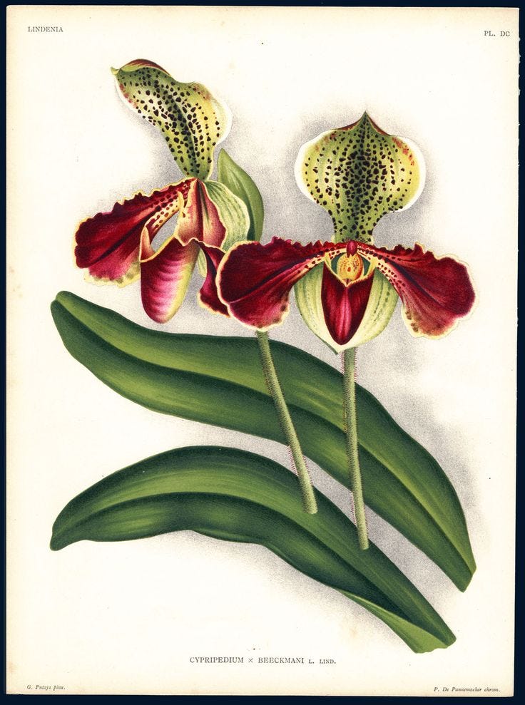 Jean Jules Linden | Botanical drawings, Botanical illustration vintage,  Vintage botanical prints