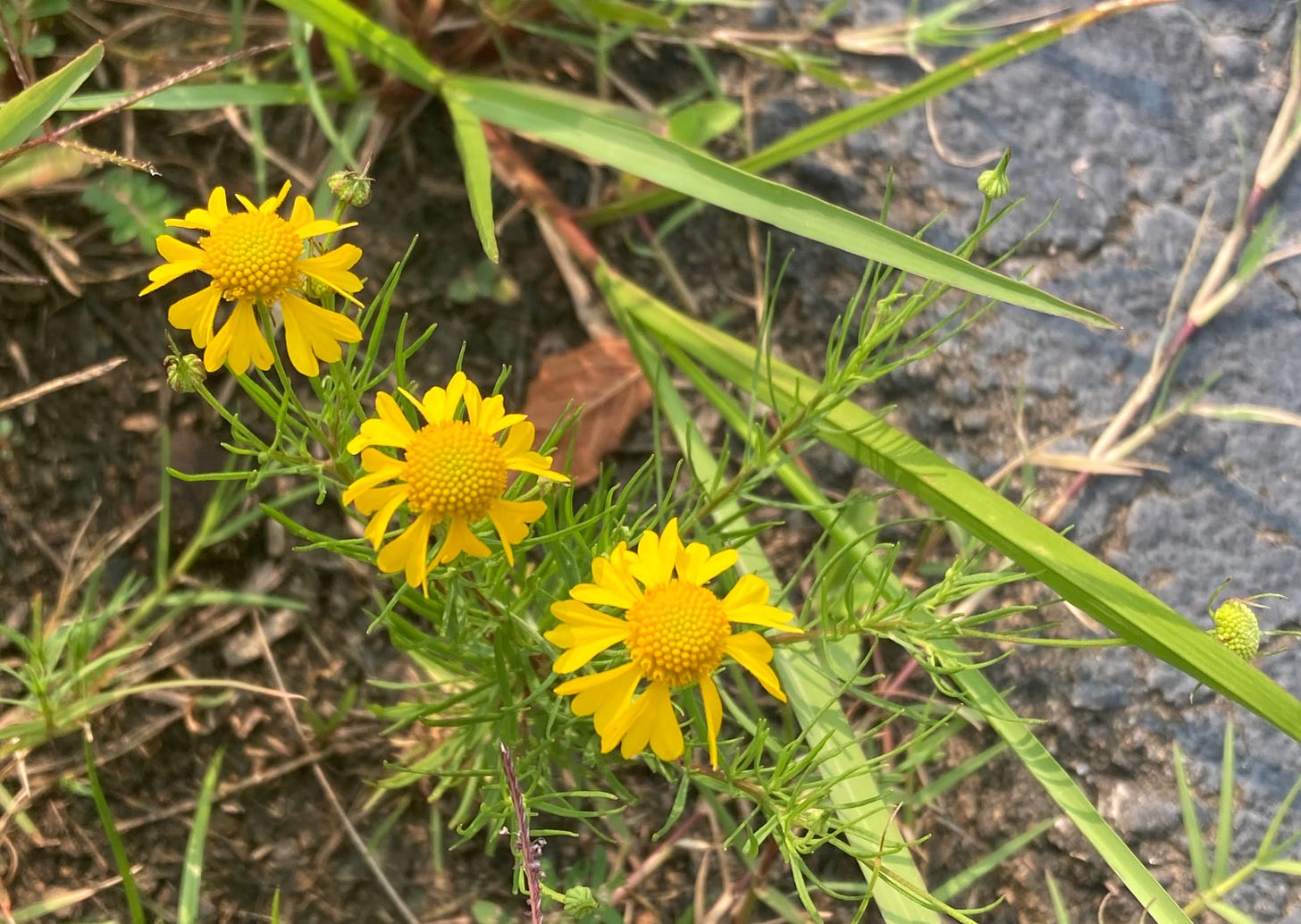 bitterroot growing by the path