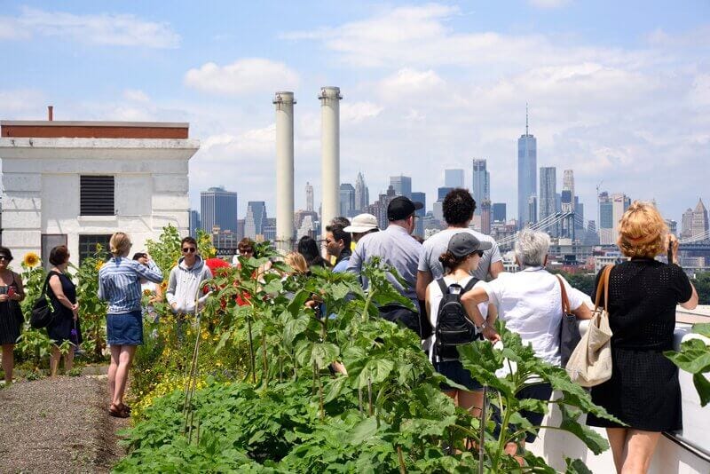 Brooklyn Grange, Nueva York