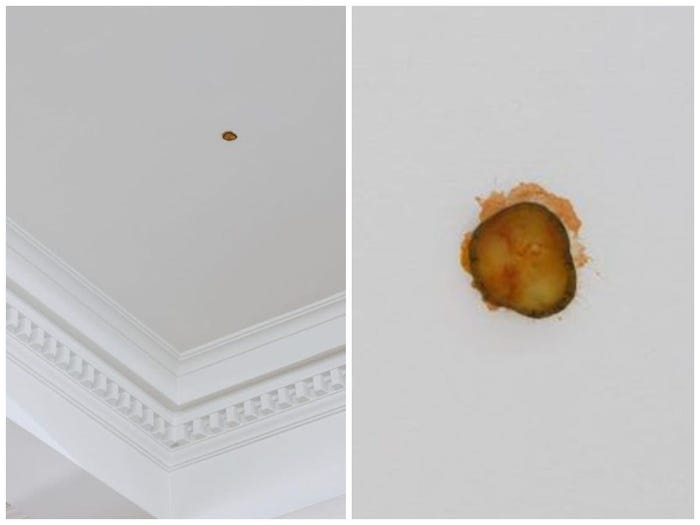 an artwork of a pickle slice from a McDonald's burger stuck to a ceiling is on exhibition in New Zealand and selling for $6,200