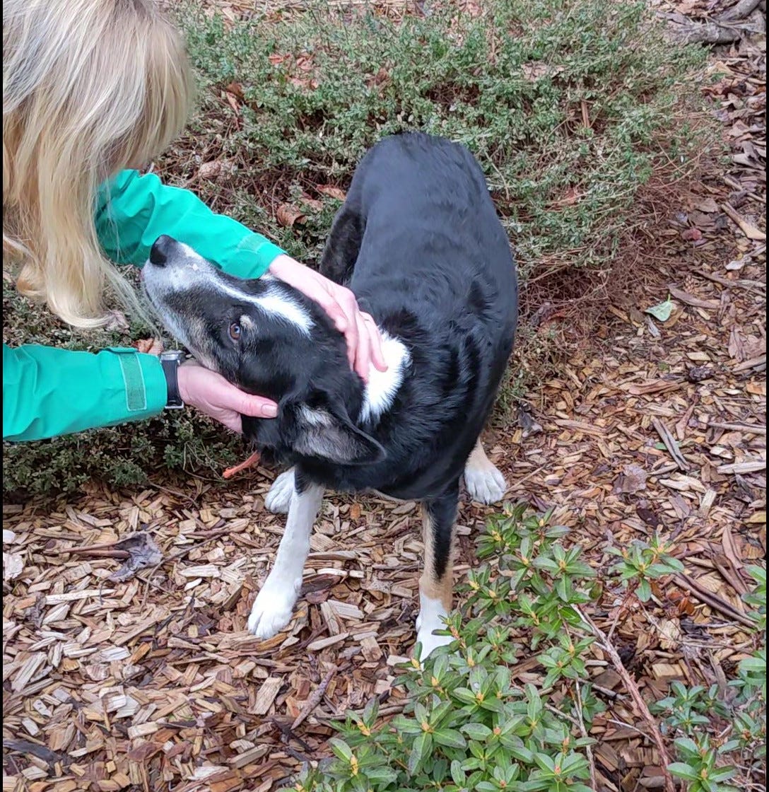 Person patting dog