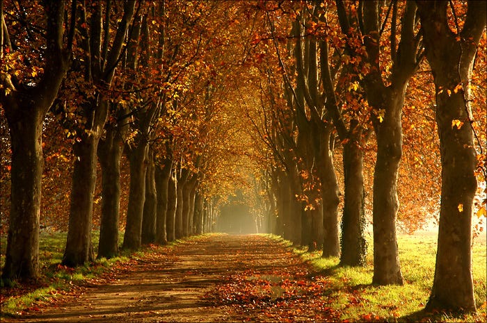 enjoywithluh: The Road Lined with Trees