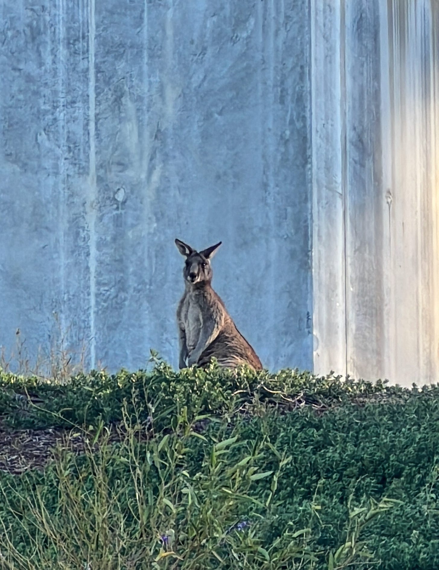 Brian Madden San Francisco Sculptor Artist First Friday Fine Art Studio Newsletter Inspiration Updates Australia Bundanon Trust Shoalhaven Tour Visit Kangaroo Sunset Concrete Wall Architecture