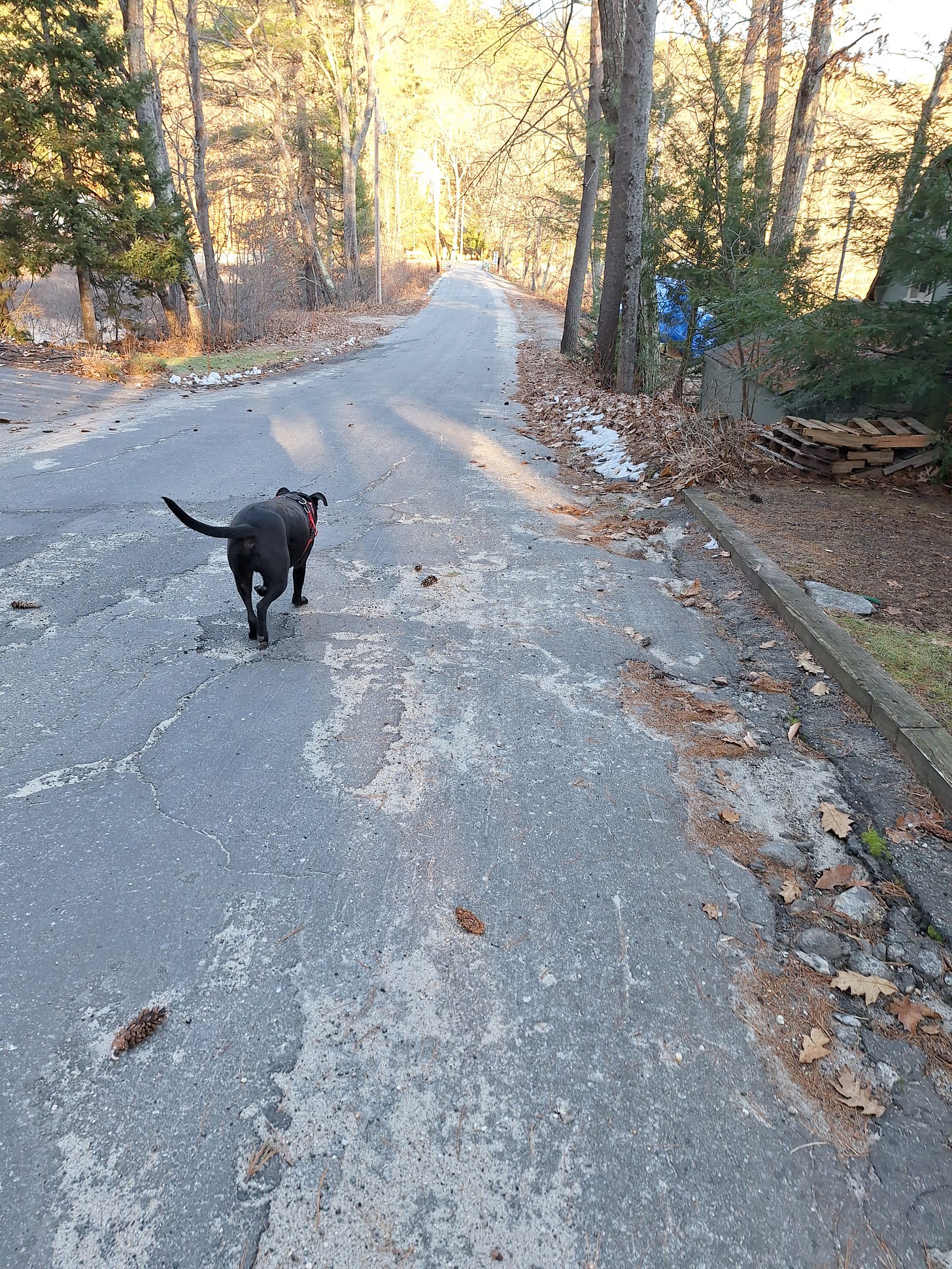 My dog Boogaloo heading down a road into a bright sunny area