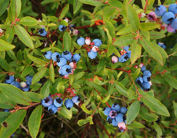 Wild Blueberries: 6 Things You Probably Didn't Know