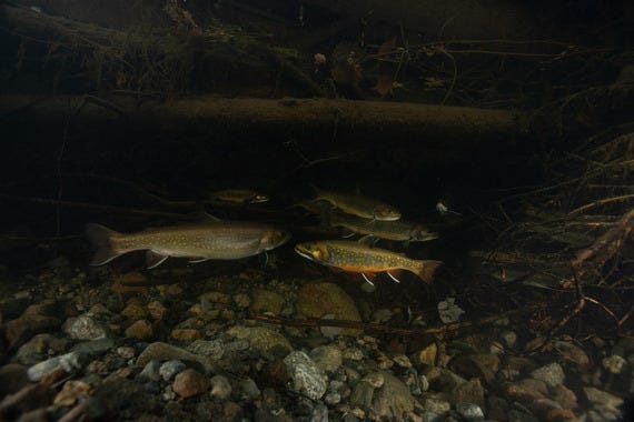 Underwater view of brook trout swimming under a log.