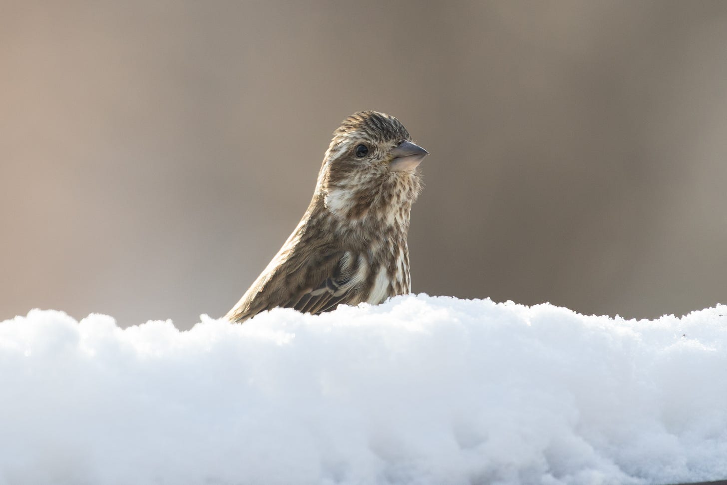 a brown bird with pale markings above and below the eye and crisp streaking sticking its head out of the snow