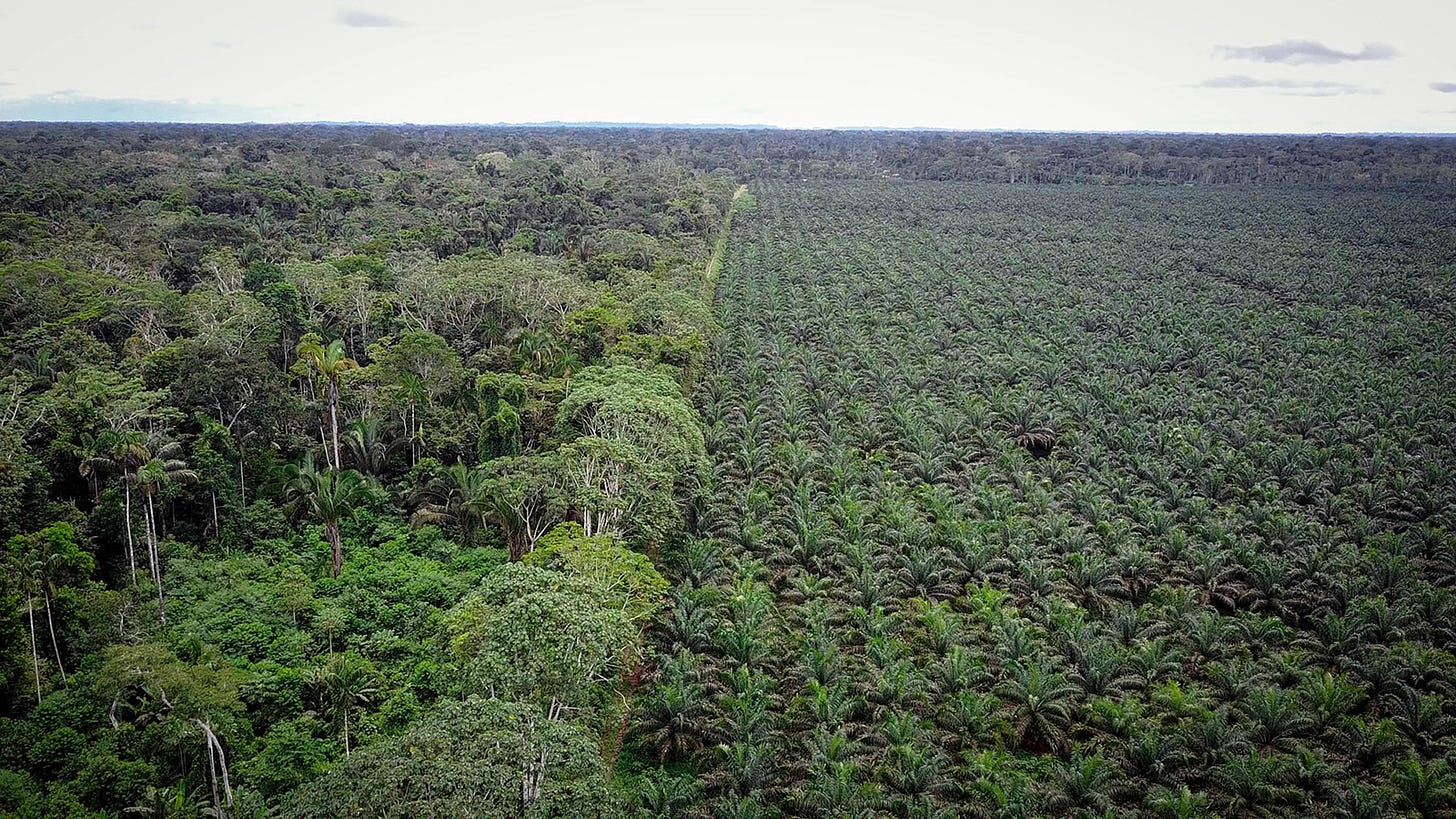 Palm Oil: Unhealthy For You And The Amazon - Amazon Frontlines