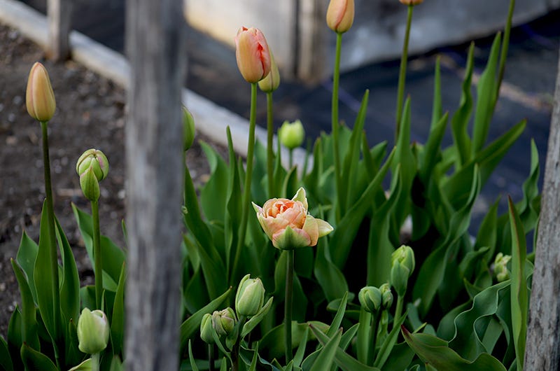 Charming Beauty Tulips, Sixburnersue