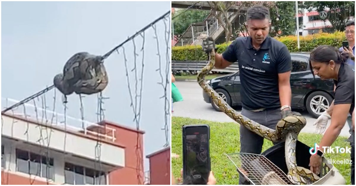 Coiled-up python rescued at Choa Chu Kang by ACRES | Coconuts